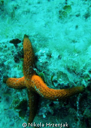 starfish on vacation by Nikola Hrzenjak 